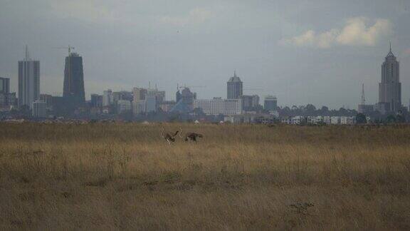 肯尼亚内罗毕地平线前的鸵鸟