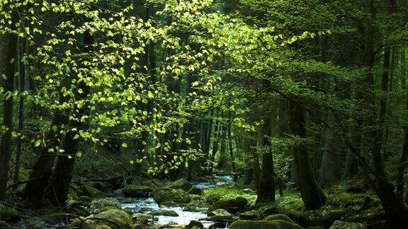 春林中的小溪