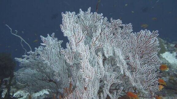 马尔代夫珊瑚礁底部的彩色珊瑚