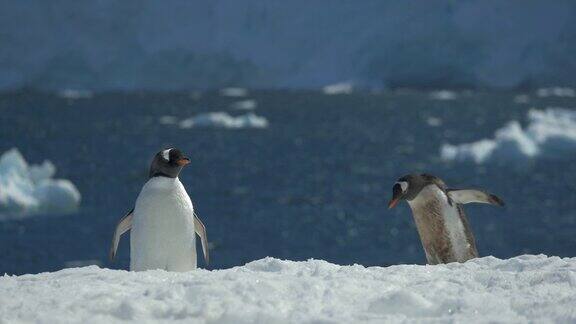 巴布亚企鹅坐在南极洲的冰面上