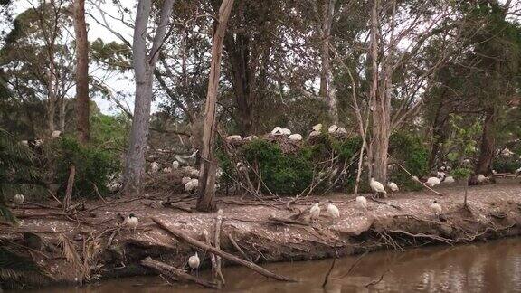 澳大利亚白鹮种群