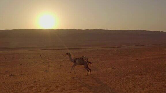 空中日落时沙漠中的野生骆驼
