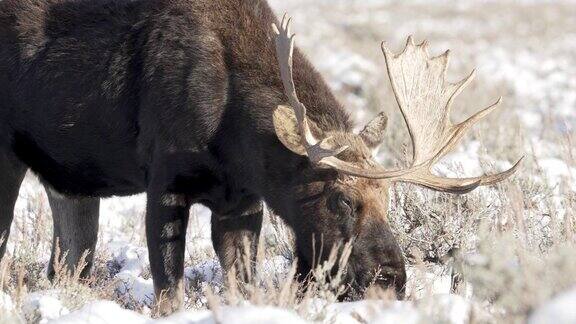 冬天公牛驼鹿在怀俄明州的雪地上吃草