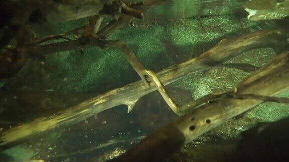 水下拍摄的鸭嘴兽在澳大利亚的河流中游泳