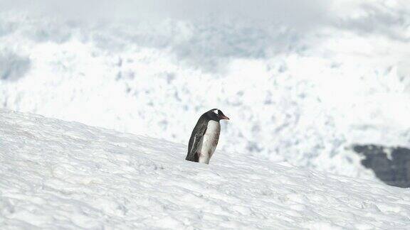 南极巴布亚企鹅漫步