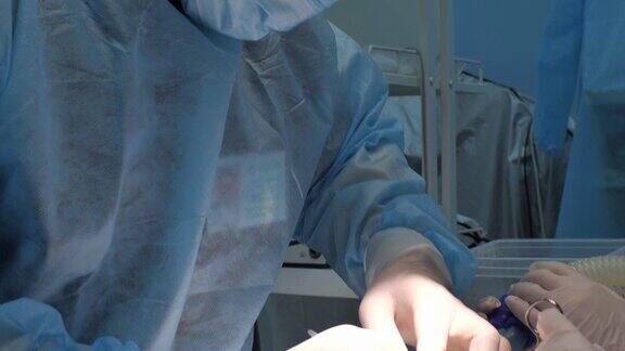 在手术台上一组兽医正在给一只啮齿动物做手术一位神情严肃而专注的兽医正在给一只毛茸茸的小仓鼠做手术鼠类手术理念