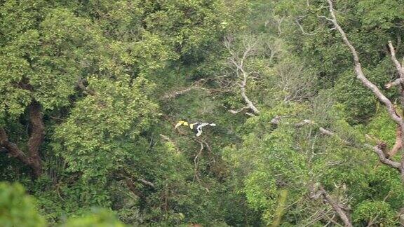 大犀鸟在森林里飞行慢镜头