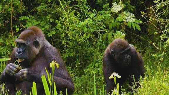 近距离观察灌木丛中的大猩猩