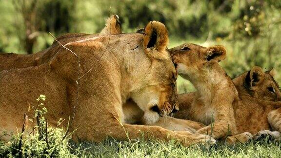 母狮正在给她的幼崽梳理毛发
