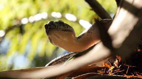 蟒蛇在自然环境中猎食森林中的钻石蟒蛇