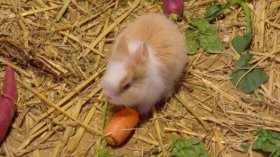 一只小白兔在地上吃着胡萝卜