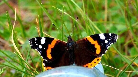 近距离观察这只橙黑色的蝴蝶