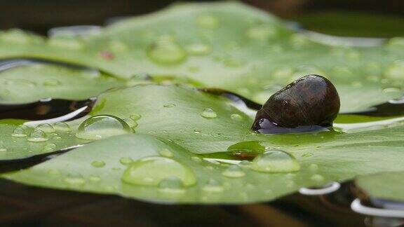 河塘里的蜗牛爬在睡莲的叶子上