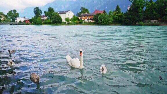 瑞士湖上的鹅