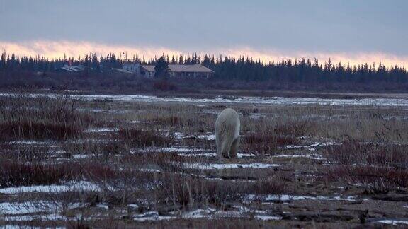 北极熊走到远处房子很远