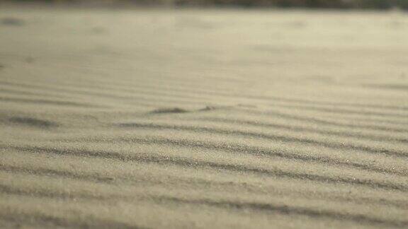 沙丘上的沙尘暴特写沙子随风移动