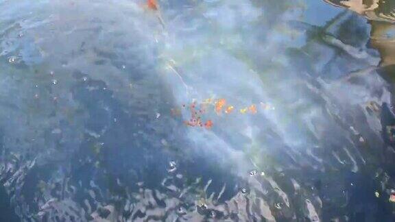 美丽的锦鲤在池塘里游泳
