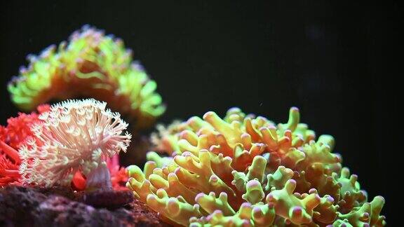 海洋水族馆有美丽的珊瑚