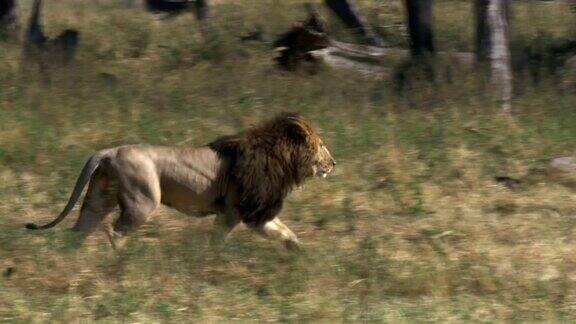 肯尼亚马赛马拉一只雄狮逃离他的对手