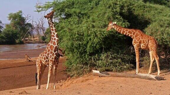 网纹长颈鹿网纹长颈鹿吃树叶的成年人肯尼亚桑布鲁公园实时4K
