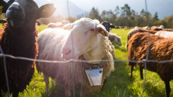 在一个阳光明媚的日子里羊群在田野里