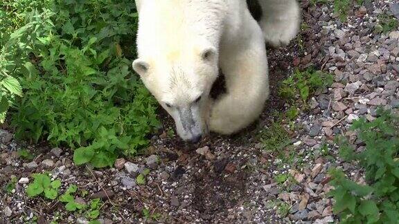 从上往下看北极熊在动物园围栏内踱步