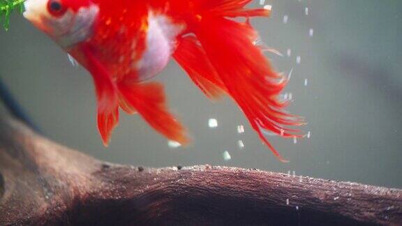 红色的金鱼“慢动作”在水族箱里悠闲地游着