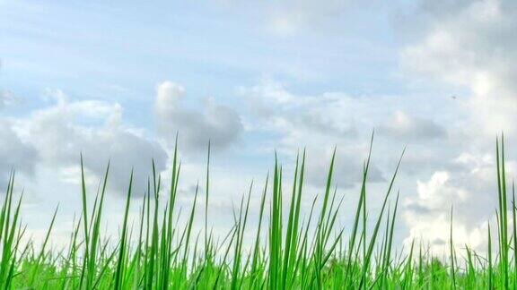 时光流逝草地与蓝天