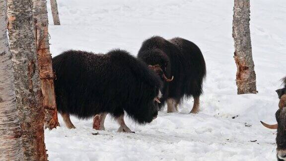 一群挪威麝牛(OvibosMoschatus)在挪威被雪覆盖的草地上吃草