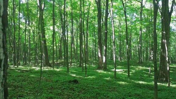 茂密的开阔的健康森林显示出大的成熟树在加拿大