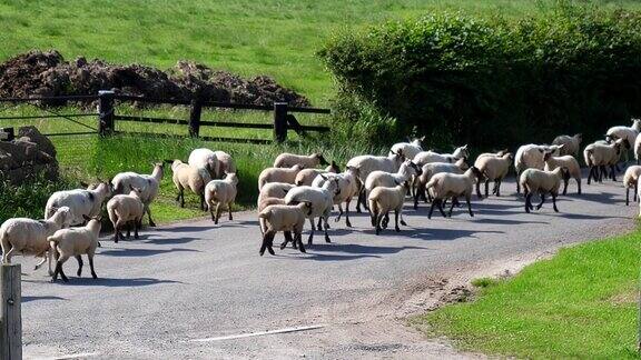 一群羊在乡村小路手持相机