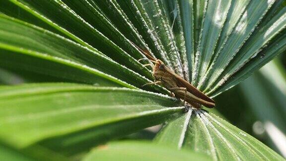 棕榈叶上的蚱蜢