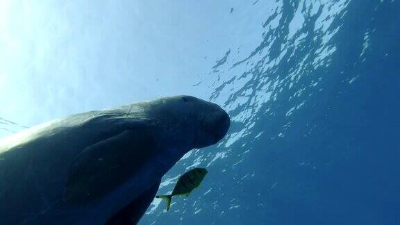 海牛(儒艮)在金色鲹鱼的陪伴下在蓝色的水面下慢慢地游动水下镜头特写镜头低角度镜头跟随镜头红海爱马仕湾阿布达布马萨阿拉姆埃及