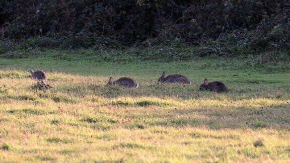 4K:户外草地上的兔子-野生动物