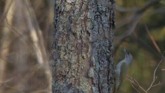 白俄罗斯林地中的灰头啄木鸟(Picuscanus)