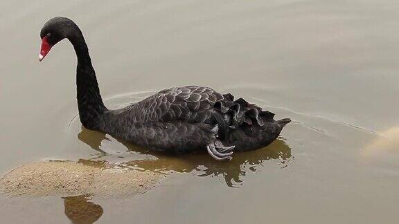 黑天鹅在游泳寻找食物