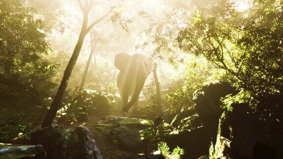 野生公象在浓雾弥漫的丛林里