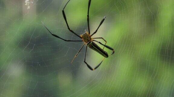 蜘蛛把网