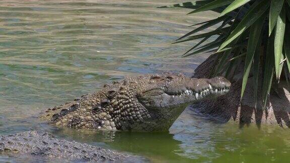 饥饿的鳄鱼在河里吃东西