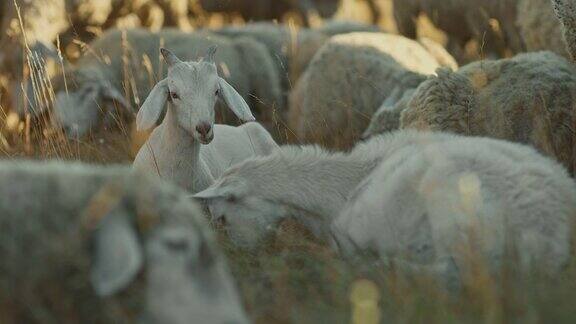 白山羊躺在草地上啃草牲畜在牧场上牲畜饲养4k10位ProRes