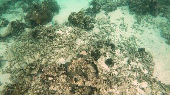 水下珊瑚礁白化和死亡