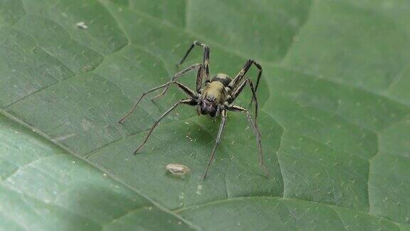 黑蜘蛛蚂蚁拟态绿叶上