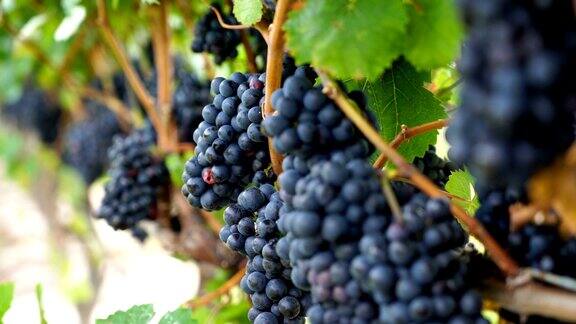 葡萄园红酒葡萄在葡萄树上在酿酒厂