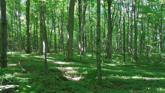 由阔叶树组成的天林的平稳滑行镜头