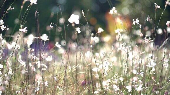 草地上的花朵随风摇曳