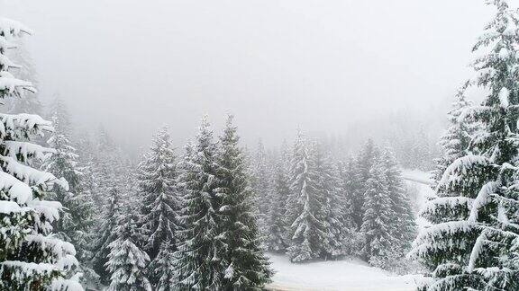 冬天的喀尔巴阡在暴风雪中飞过冷杉树