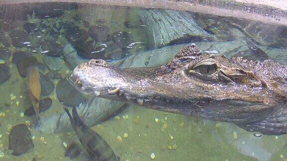 水中的鳄鱼