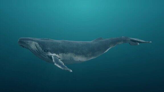 在海洋或海洋中游泳的蓝鲸逼真的3d数字动画