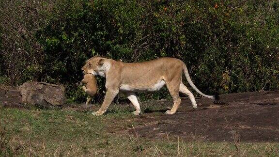 非洲狮美洲豹母狮嘴里叼着幼崽肯尼亚马赛马拉公园实时4K