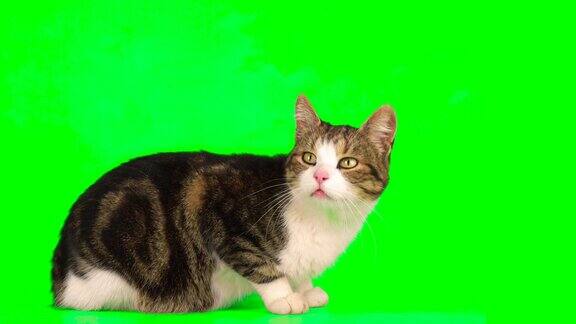 小猫毛茸茸的绿色背景屏幕小猫